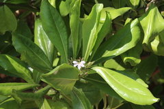 Scaevola plumieri