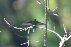 Colibri thalassinus