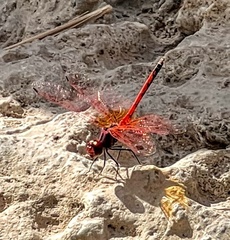 Trithemis arteriosa
