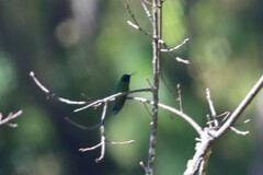 Colibri thalassinus
