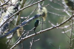 Colibri thalassinus