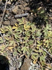 Potentilla acaulis