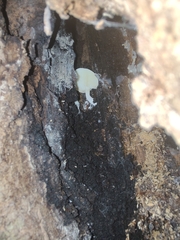 Ossicaulis lignatilis