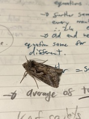 Cornutiplusia circumflexa