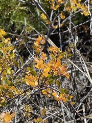 Spiraea hypericifolia