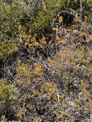 Spiraea hypericifolia
