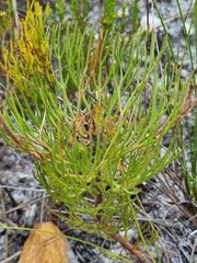 Serruria ascendens