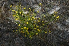 Chrysopsis scabrella