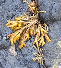 Pelvetia canaliculata