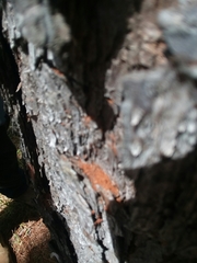 Ips grandicollis