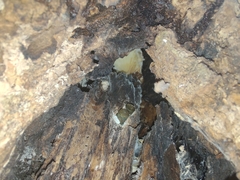 Ossicaulis lignatilis