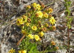 Chrysopsis scabrella