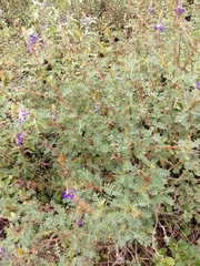 Dalea coerulea