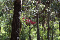 Aechmea bracteata