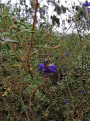 Dalea coerulea