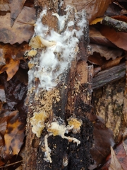 Ossicaulis lignatilis
