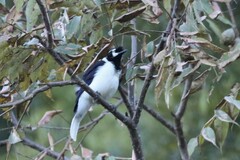 Cyanocorax dickeyi