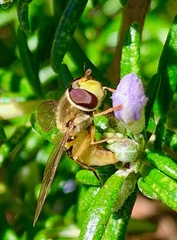 Syrphus opinator