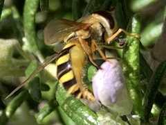 Syrphus opinator