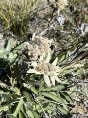 Leontopodium