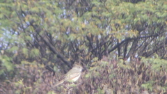 Myiarchus cinerascens