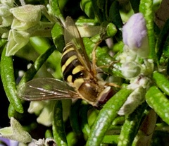 Syrphus opinator