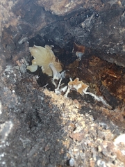 Ossicaulis lignatilis
