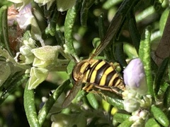 Syrphus opinator