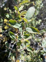 Lonicera microphylla