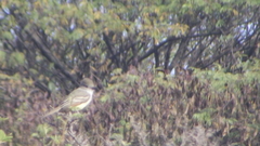 Myiarchus cinerascens