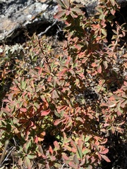 Berberis sibirica