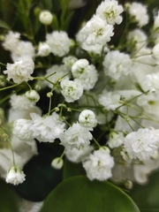 Gypsophila