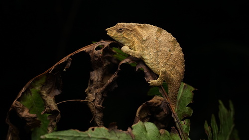 Mulanje Flat-headed Pygmy Chameleon