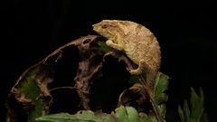 Rhampholeon platyceps