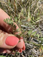 Sibbaldianthe bifurca