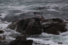 Phalacrocorax punctatus