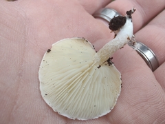 Ossicaulis lignatilis