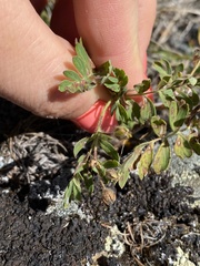 Sibbaldianthe bifurca