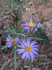 Dieteria canescens