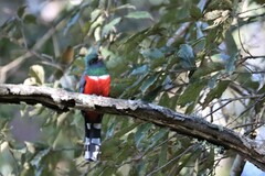 Trogon mexicanus