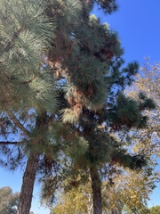 Pinus