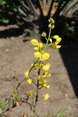 Eulophia speciosa
