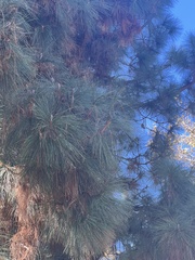 Pinus