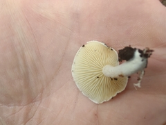 Ossicaulis lignatilis