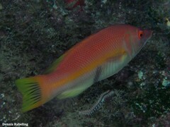 Bodianus scrofa