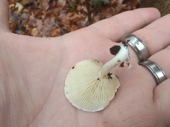 Ossicaulis lignatilis