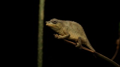 Rhampholeon platyceps