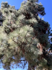 Pinus