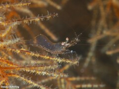 Periclimenes scriptus