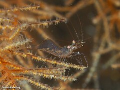 Periclimenes scriptus